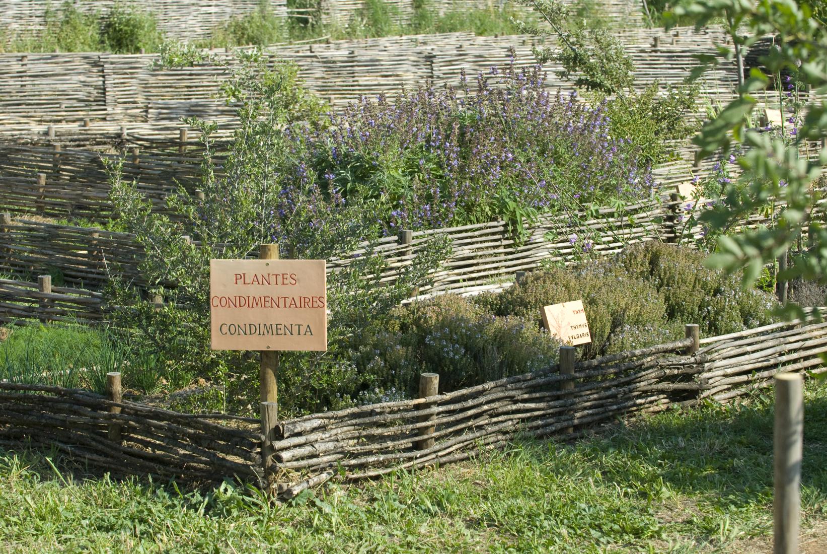 Jardin gallo-romain à Amphoralis