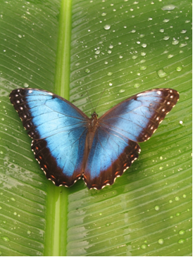 Le Tropique du papillon